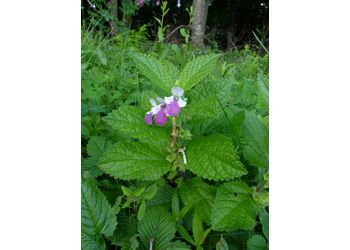 Gewöhnliches Immenblatt (Melittis melissophyllum) - © Philipp Sengl